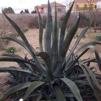 Tikanlı bitki, в г.Баку