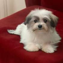 Мальчик мальтипу, в г.Брюгге