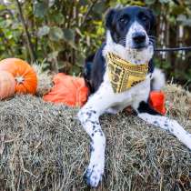 Клайд ищет дом, в г.Хельсинки