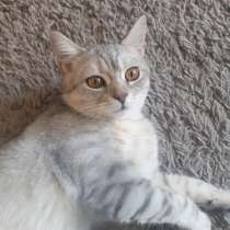 Британские котята, в г.Берлин