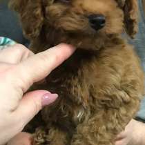 Пудель той. Red brown, в г.Франкфурт-на-Майне