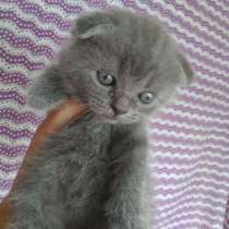 Шотландские вислоухих котят (скоттиш-фолд), в г.Николаев