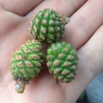 Куплю грибы и ягоды, в Кирове