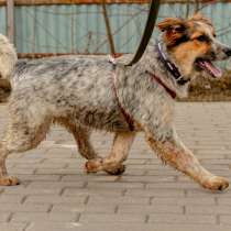 Разные интересные щенки, здоровые и привитые, в Санкт-Петербурге