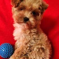 Maltipoo F - 1. Mini girl, в г.Axien