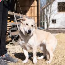 Скромная собачка с короткими лапками, в Санкт-Петербурге
