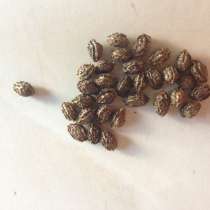 Семена экзотического фрукта: папайи, в Красноярске