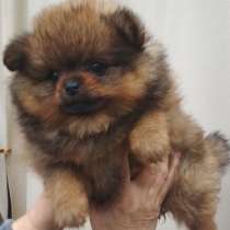 Померанский шпиц, в г.Мюнхен