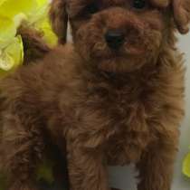 Пудель. Red, в г.Берлин