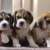 Щенки бигля в питомнике, в Щёлкино