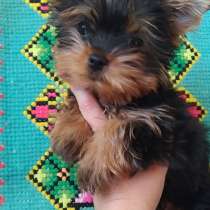 Йоркширский терьер. Мини, в г.Берлин