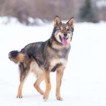 Молодой, игривый мальчишка Фунтик в добрые руки!, в Москве