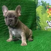 Французский бульдог. Blue fawn, в г.Гамбург