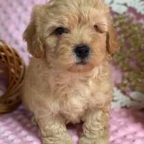 Мальтипу. F - 1, в г.Мюнхен