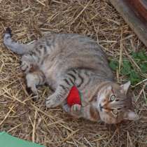 Милый игривый котик, в Санкт-Петербурге