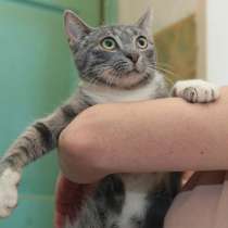 Кошечка с потрясающей мимикой, в Санкт-Петербурге