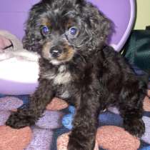 Maltipoo F - 1. Tricolor boy, в г.Берлин