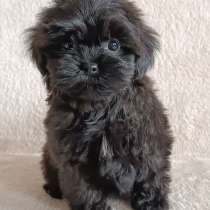 Maltipoo. Mini boy. Baby face, в г.Лейпциг