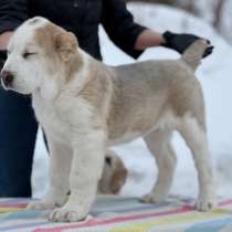 Среднеазиатская овчарка, в Москве