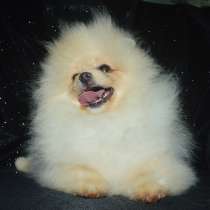 Pomeranian spitz. Cream bear, в г.Ringleben
