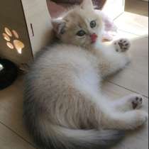 Британские котята голубые, золото, голубое золото, в г.Гданьск