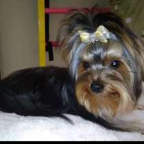 Продам мини мальчика Йорка, в г.Киев