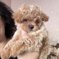 Мальтипу F - 1. Mini Girl, в г.Ahausen