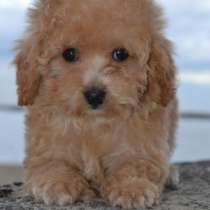 Мальтипу F - 1, в г.Карлштадт