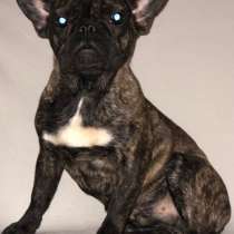 Французский бульдог, в г.Фрайбург