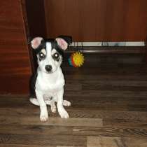 Миниатюрный щенок от маленькой собачки, в Санкт-Петербурге