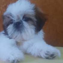 Shih - Tzu. White - golden girls, в г.Кёльн