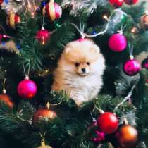 Продаются щенки шпица, в г.Тирасполь