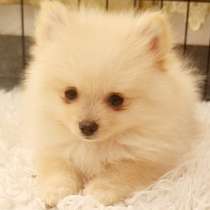 Померанские шпицики 27.09.2021, в г.Zekher Dov