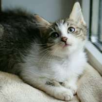 Двухмесячный котенок-тарахтелочка, в Санкт-Петербурге