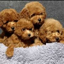 Poodle. Boy and girl's, в г.Штутгарт