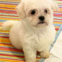 Мальтипу F - 1. Мелкий стандарт, в г.Гамбург