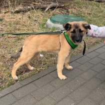 Маленькая красавица с пушистыми ушками, в Санкт-Петербурге