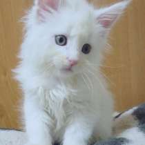 Мейн-кун, в г.Таллин