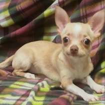 Chihuahua. Fawn girl, в г.Шёнберг