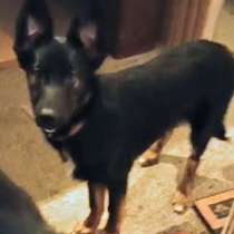 Ищем дом щенкам метисам, в Химках