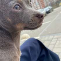 В добрые руки той терьер девочка 5 месецев Луна, в Краснодаре