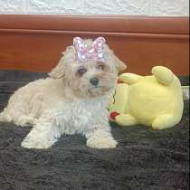 Девочка мальтипу, в г.Мюнхеберг