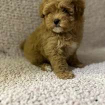 Мальтипу F - 1, в г.Лормон