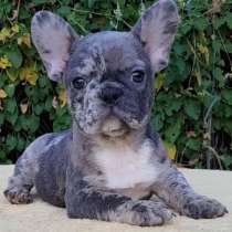 Французский бульдог. Blue merle, в г.Husberg