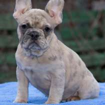 Французский бульдог. Fawn merle, в г.Леверкузен