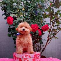 Мальтипу, в г.Knesebeck