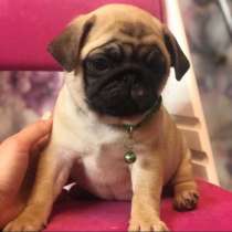 Щеночки Мопсики, в Новосибирске