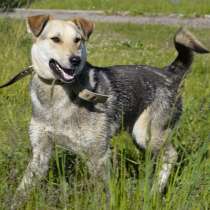 Пёс не промах, в Санкт-Петербурге