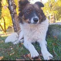 Маленькая идеальная собачка, в Санкт-Петербурге