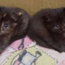 Котята девочки, в Шуе